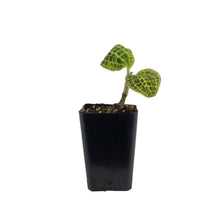 Load image into Gallery viewer, Jewel Orchid, 2.5in, Macodes sanderiana
