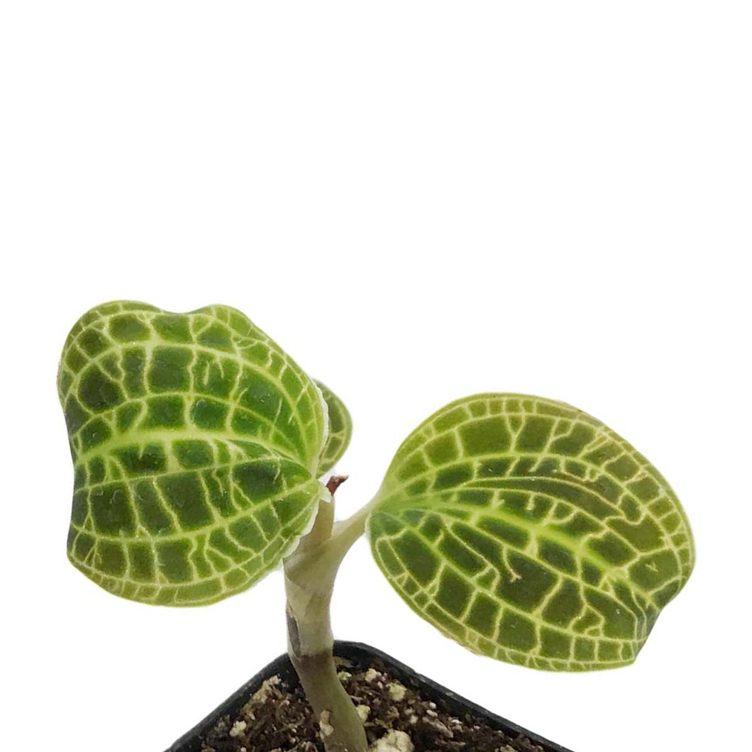 Jewel Orchid, 2.5in, Macodes sanderiana