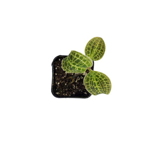 Jewel Orchid, 2.5in, Macodes sanderiana