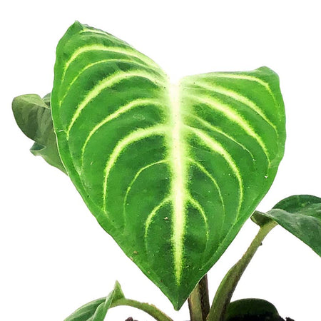 Caladium, 4in, Magnificum