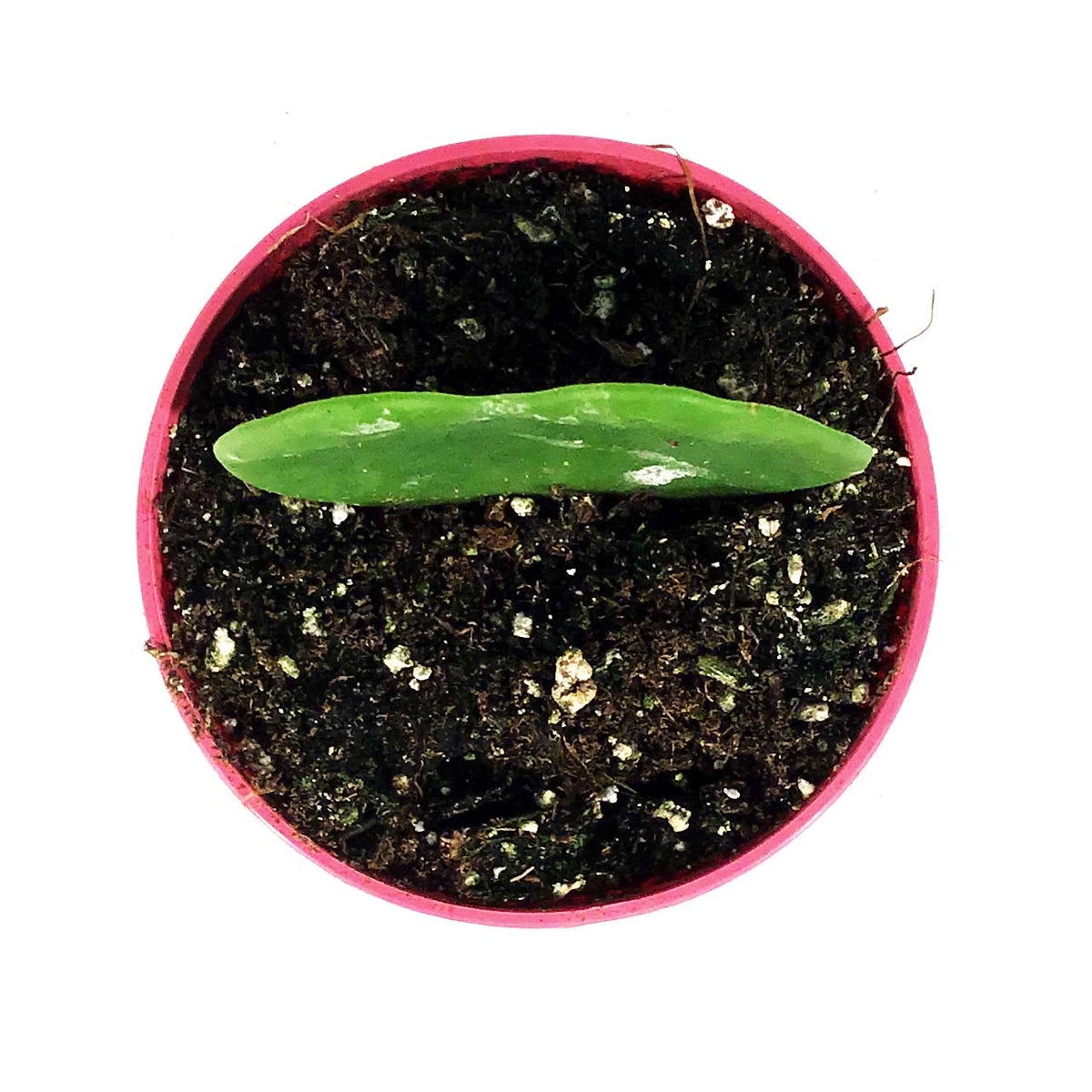 Hoya, 4in, Kerrii Single Leaf