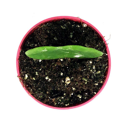Hoya, 4in, Kerrii Single Leaf
