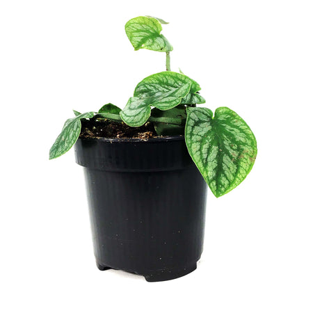 Monstera, 4in, Dubia