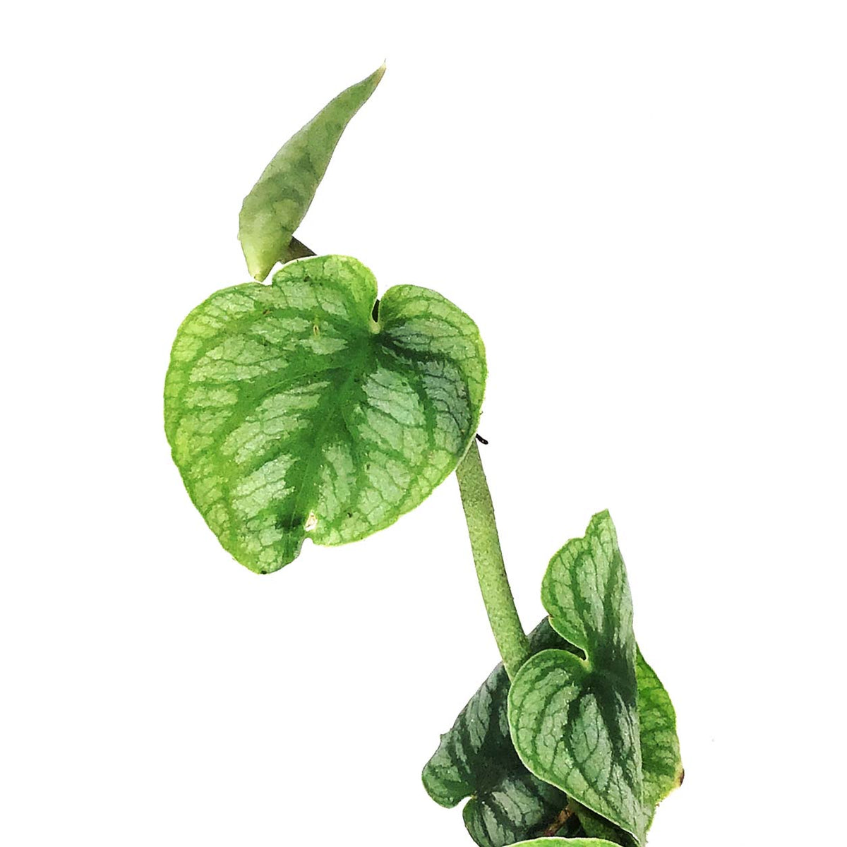 Monstera, 4in, Dubia