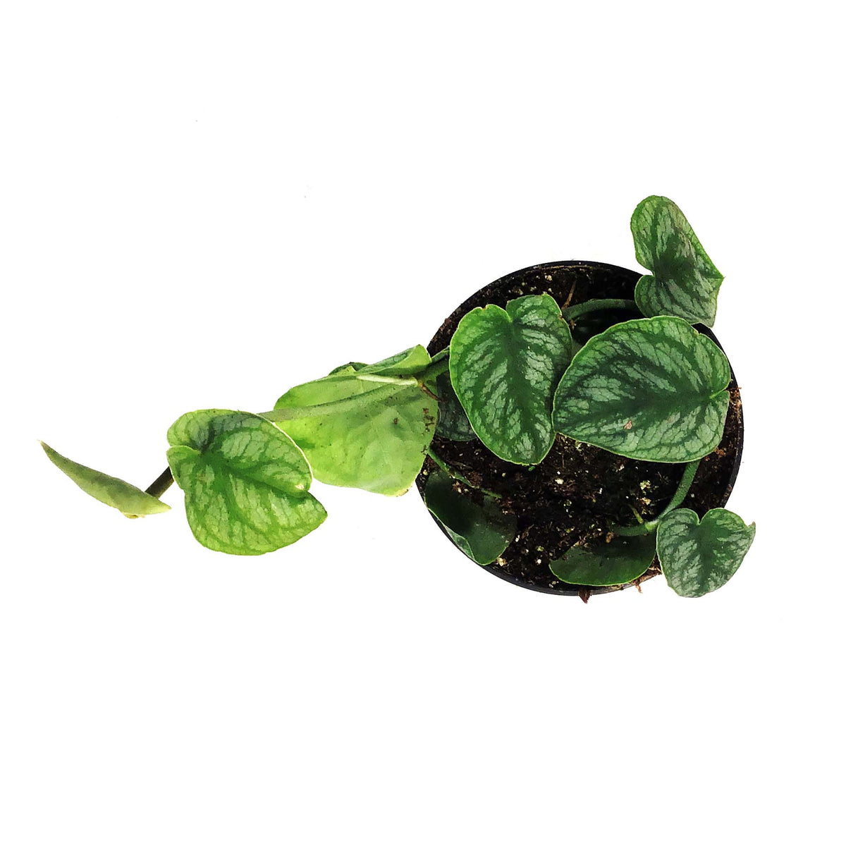 Monstera, 4in, Dubia
