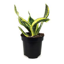 Load image into Gallery viewer, Sansevieria, 4in, Hi Color
