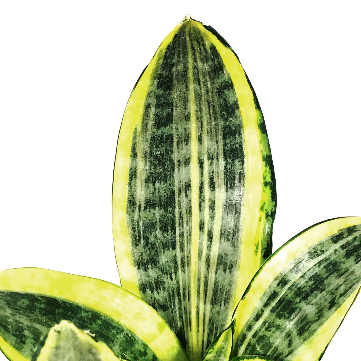 Sansevieria, 4in, Hi Color