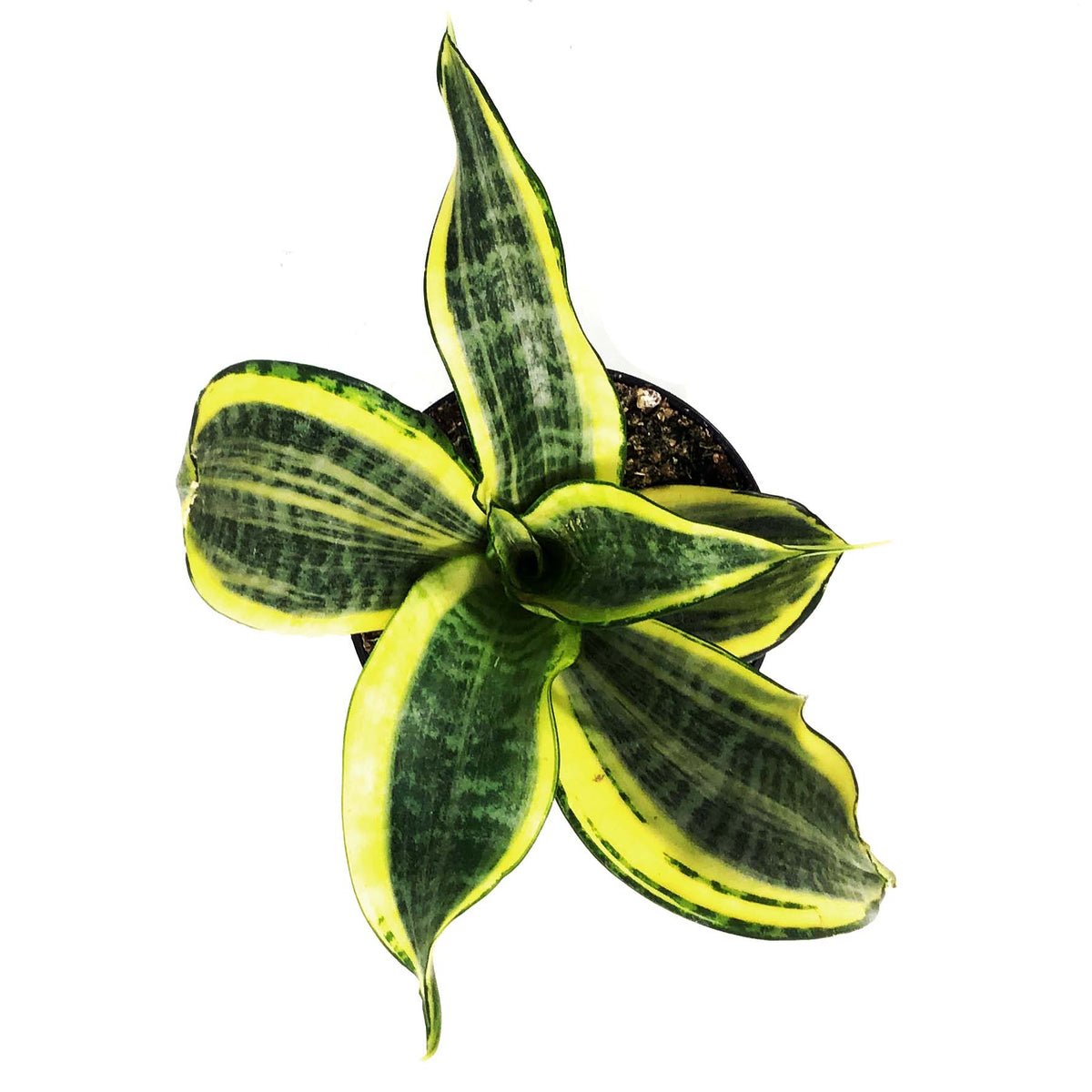 Sansevieria, 4in, Hi Color
