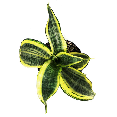 Sansevieria, 4in, Hi Color