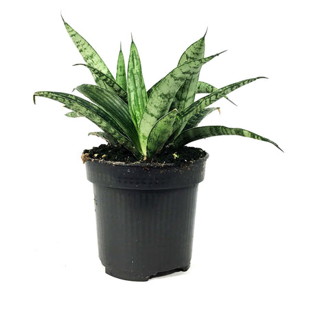 Sansevieria, 4in, Silver Steel