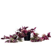 Load image into Gallery viewer, Tradescantia, 4in, Red Silver
