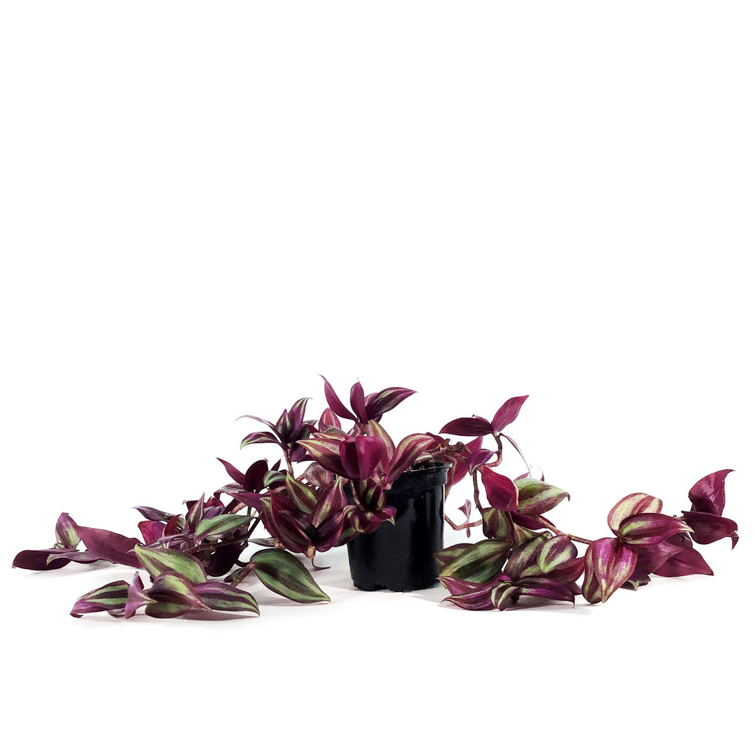 Tradescantia, 4in, Red Silver