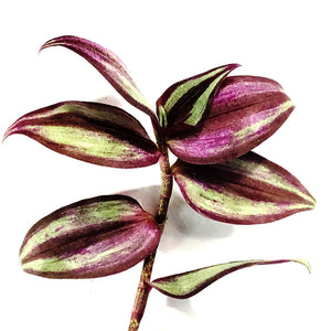 Tradescantia, 4in, Red Silver