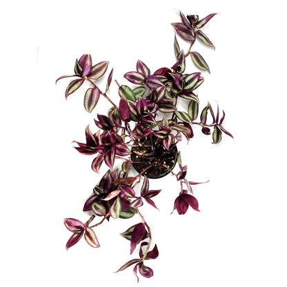 Tradescantia, 4in, Red Silver