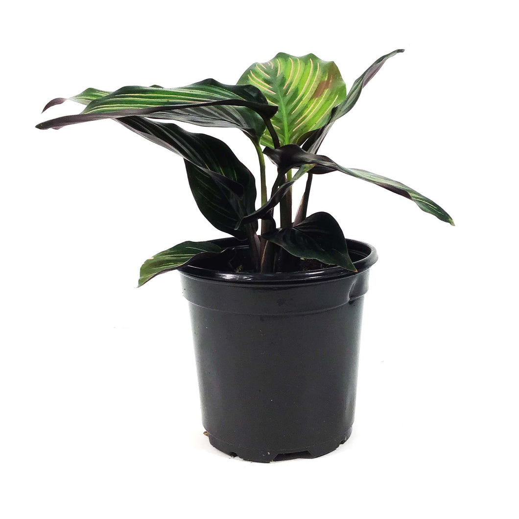 Calathea, 4in, Beauty Star