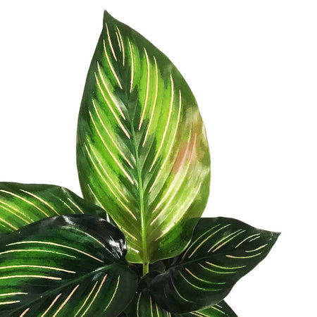 Calathea, 4in, Beauty Star