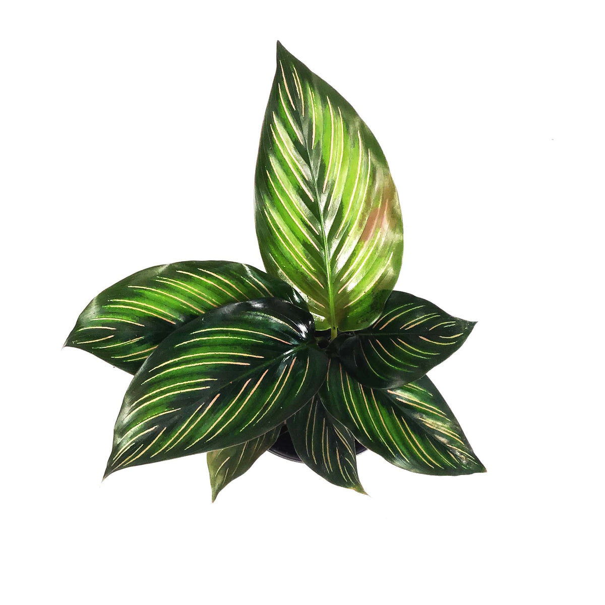 Calathea, 4in, Beauty Star