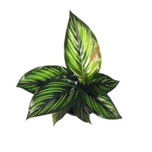 Load image into Gallery viewer, Calathea, 4in, Beauty Star
