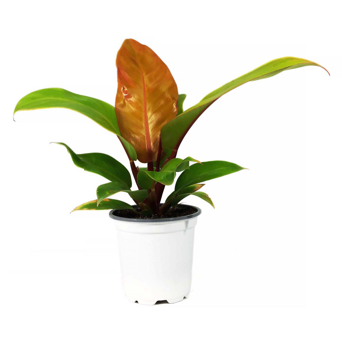 Philodendron, 4in, Prince of Orange