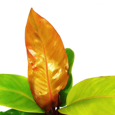Philodendron, 4in, Prince of Orange