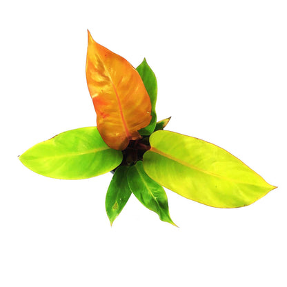 Philodendron, 4in, Prince of Orange