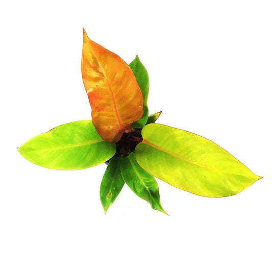 Philodendron, 4in, Prince of Orange