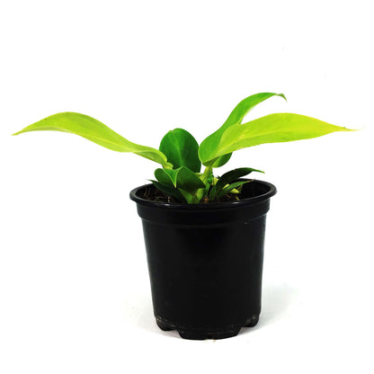 Philodendron, 4in, Moonlight