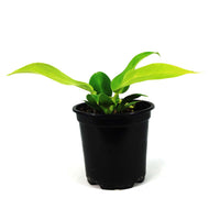 Philodendron, 4in, Moonlight