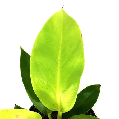 Philodendron, 4in, Moonlight