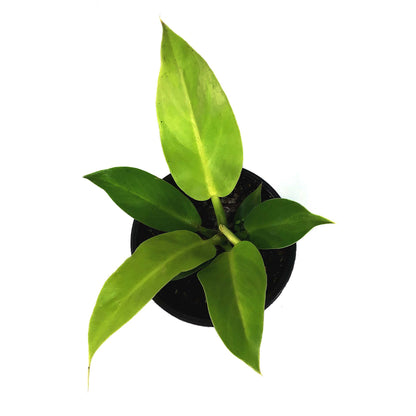 Philodendron, 4in, Moonlight