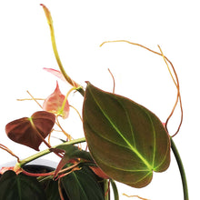 Load image into Gallery viewer, Philodendron, 6in HB, Micans
