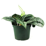 Scindapsus, 6in, Exotica