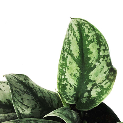 Scindapsus, 6in, Exotica