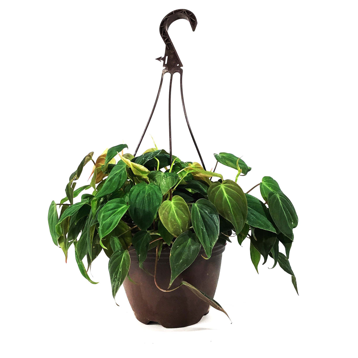 Philodendron, 8in HB, Micans