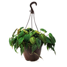 Load image into Gallery viewer, Philodendron, 8in HB, Micans

