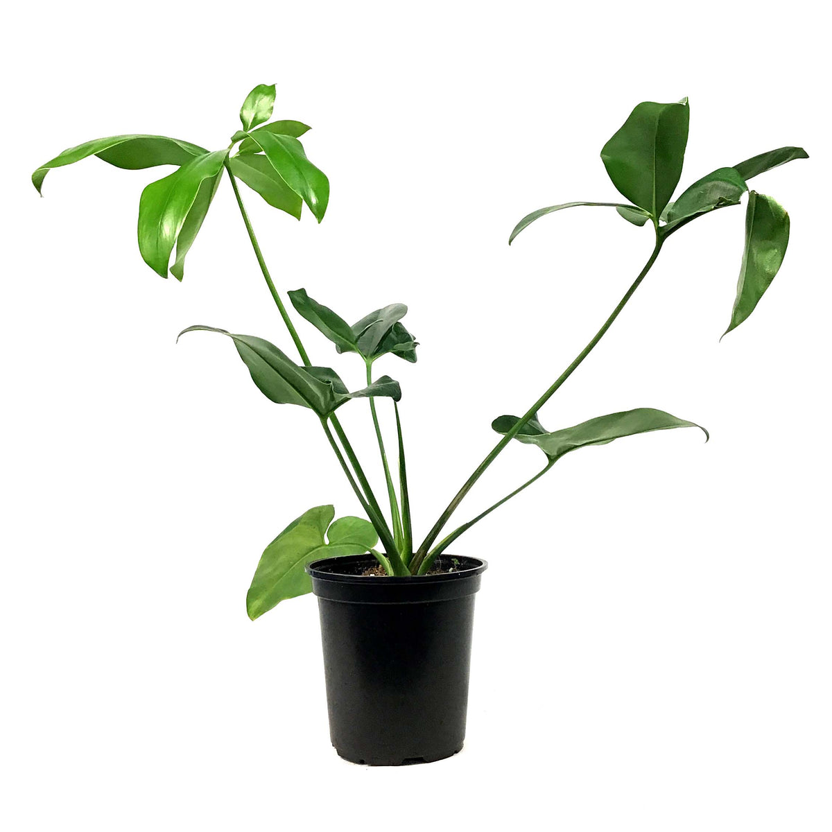Philodendron, 6in, Goeldii