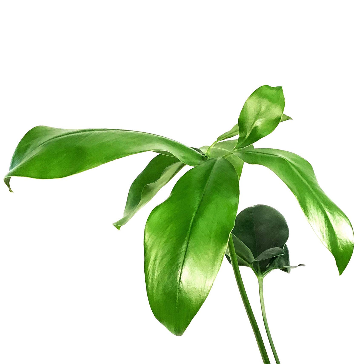 Philodendron, 6in, Goeldii