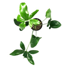 Load image into Gallery viewer, Philodendron, 6in, Goeldii
