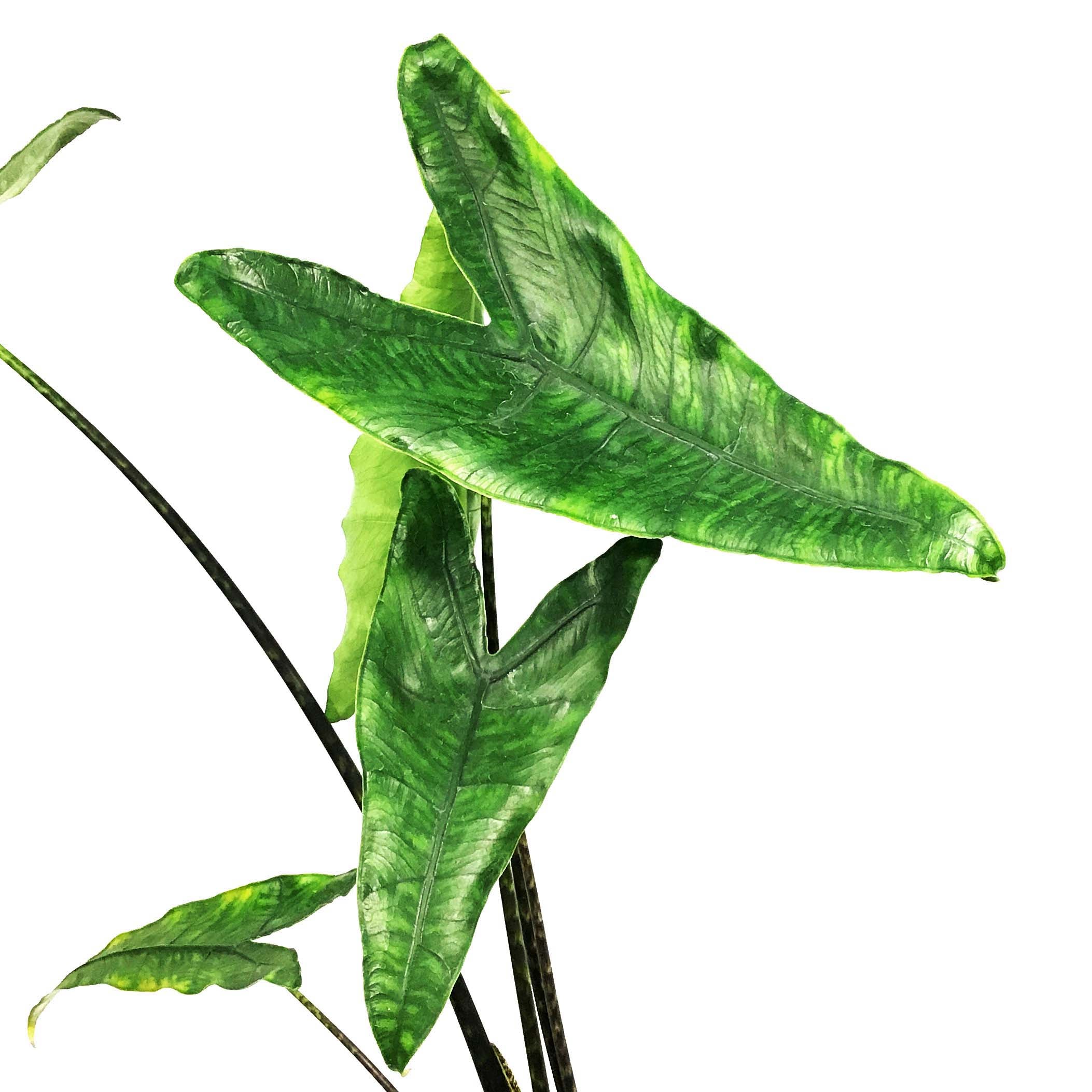 Alocasia, 7in, Zebrina Reticulata – Floral Acres Greenhouse & Garden Centre