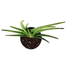 Load image into Gallery viewer, Sansevieria, 7.5in, Rhea Fantail
