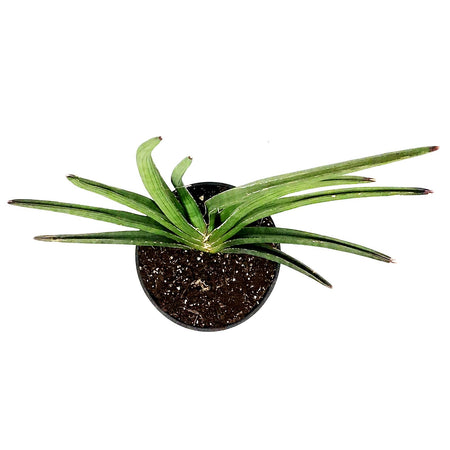 Sansevieria, 7.5in, Rhea Fantail