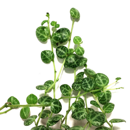 String of Turtles, 6in HB, Peperomia Prostrata
