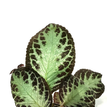 Episcia, 8in HB, Cupreata Flame Violet