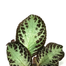 Load image into Gallery viewer, Episcia, 8in HB, Cupreata Flame Violet
