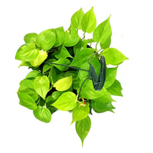 Load image into Gallery viewer, Philodendron, 8in HB, Lemon Lime Heart Leaf
