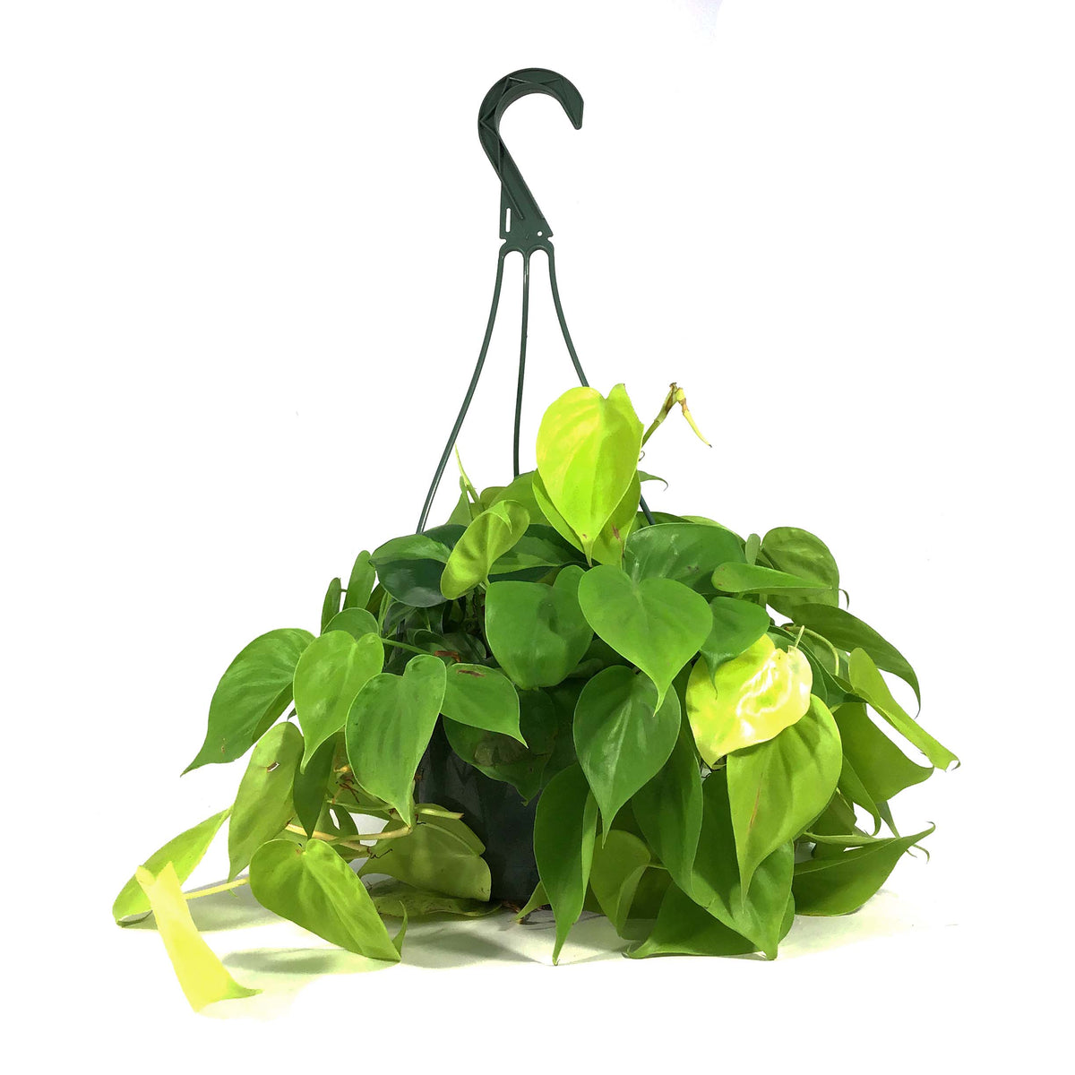 Philodendron, 8in HB, Lemon Lime Heart Leaf