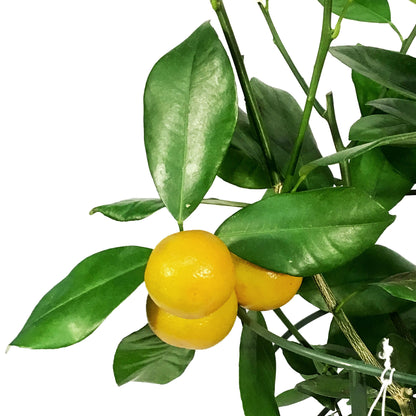 Orange, 1 Gal, Calamondin