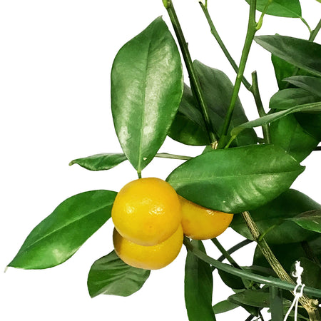 Orange, 1 Gal, Calamondin