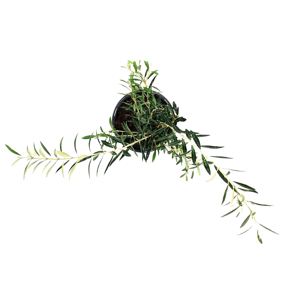 Olive, 7in