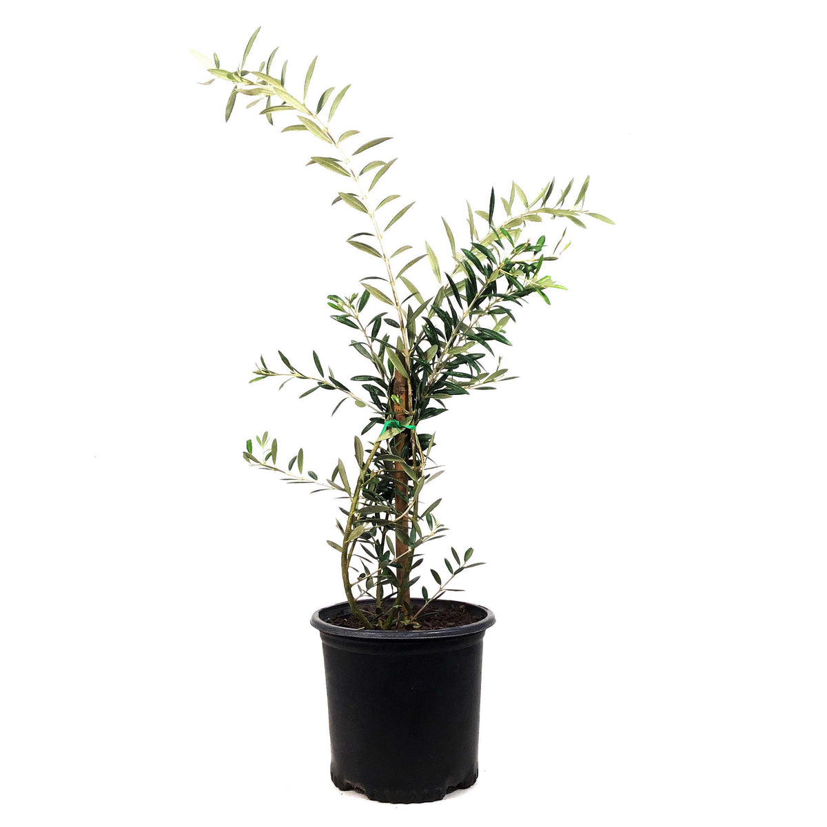 Olive, 7in